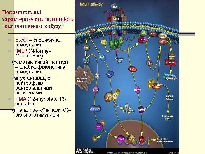 Показники, які характеризують активність “оксидативного вибуху” E.coli – специфічна стимуляція fMLP (N-formyl-MetLeuPhe)  